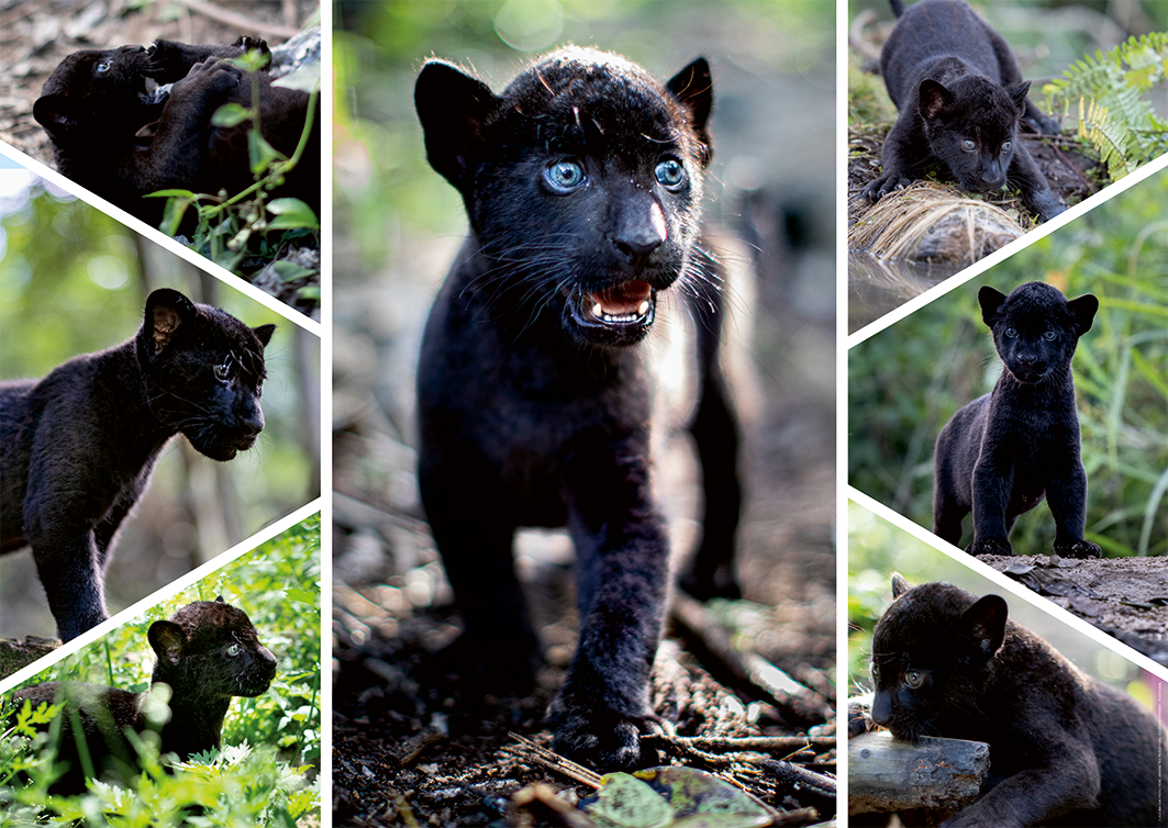 Nathan Der letzte Jaguar 1500 Teile Puzzle Nathan-00932