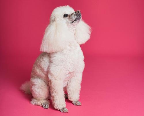 Für deine Fellnasen